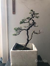 Bonsai ginepro Chinensis