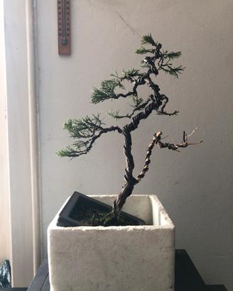 Bonsai Finto In Plastica ASA DEKO 22.5 Cm - Pianta Artificiale Verde Con Vaso In Gres Grigio E Ghiaia - Decorazione Per Davanzale