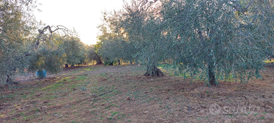 Fondo rustico con fabbricato