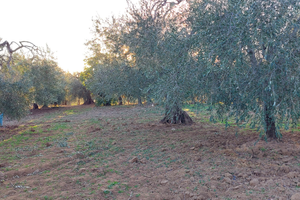 Fondo rustico con fabbricato