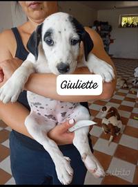Giulietta da Amare