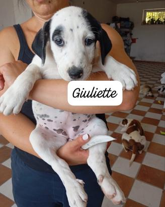 Giulietta da Amare
