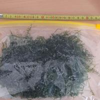 muschio di giava varietà xmas 