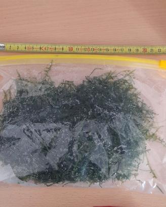 muschio di giava varietà xmas 