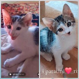 Gattini 2 mesi