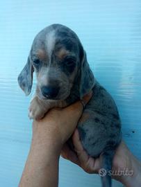 Cuccioli di bassotto nano