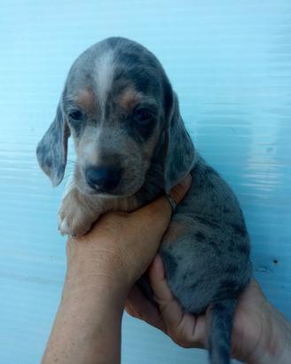 Cuccioli di bassotto nano