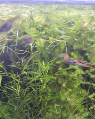 stock 10 piante per acquario  