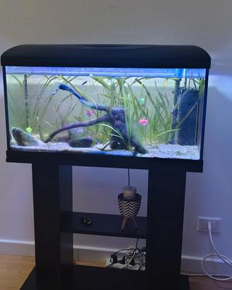 Acquario