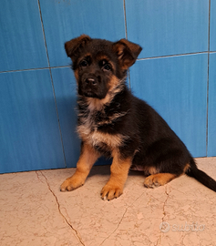 Cucciolo pastore tedesco