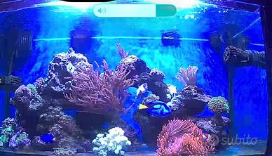 ACQUARIO MARINO 100x40x40 con mobile