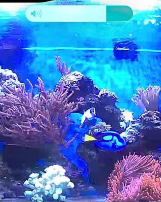 ACQUARIO MARINO 100x40x40 con mobile