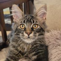 Maine Coon