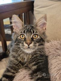 Maine Coon