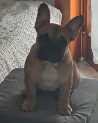 Bulldog francese