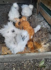 Cocincine e moroseta