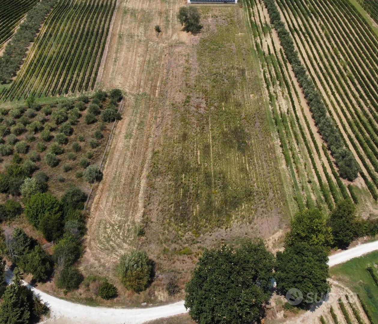 Terreno agricolo zona Morro d'Alba - Vista 2