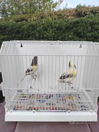 Animali