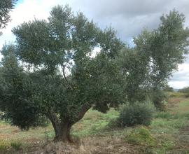 Terreno agricolo