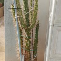 Cactus Ago di Eva 1,75 metri