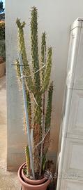 Cactus Ago di Eva 1,75 metri