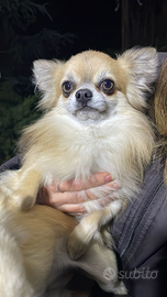 MONTA chihuaha maschio disponibile per monta