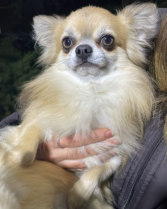 MONTA chihuaha maschio disponibile per monta