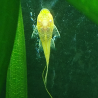 Ancystrus Gold e neri pesci tropicali