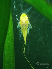 Ancystrus Gold e neri pesci tropicali