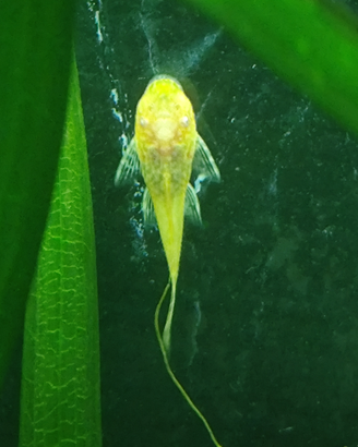 Ancystrus Gold e neri pesci tropicali