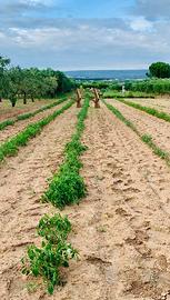 Terreno agricolo mq. 5000