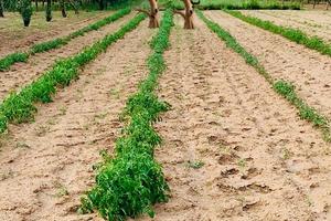 Terreno agricolo mq. 5000