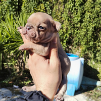 Cuccioli Bulldog francese