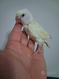 Pappagallo inseparabile allevato a mano