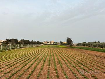 Terreno edificabile 8400 mq