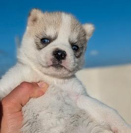 Cuccioli di Siberian Husky