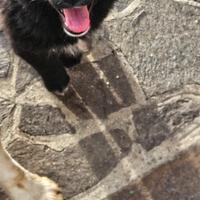 Cucciolotta pastore tedesco madre purosangue
