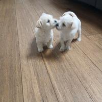 Cuccioli di incrocio maltese e chihuahua