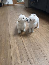 Cuccioli di incrocio maltese e chihuahua