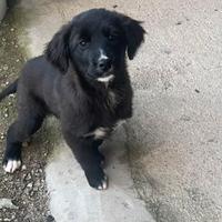 Ultime due cucciole mamma golden retriever