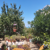 Appartamento mesi da giugno/ottobre a Montegranaro
