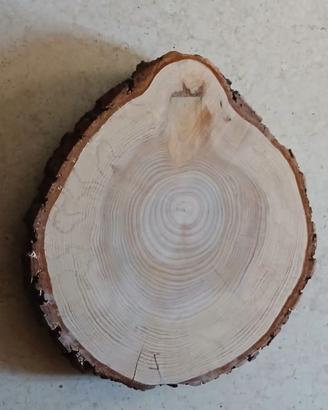 Fetta di tronco in  legno diametro 30 cm