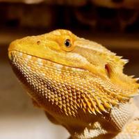 Pogona