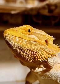 Pogona
