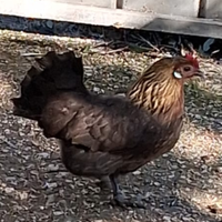 Coppia galline oandesine