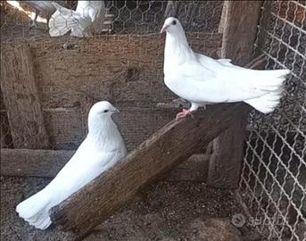 Colombe incrocio pavoncelle