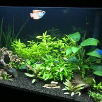 Acquario Askoll pure L nero - 70 lt