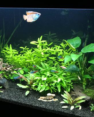 Acquario Askoll pure L nero - 70 lt