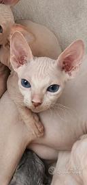 Gattino Sphynx