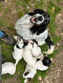 Cuccioli setter inglese
